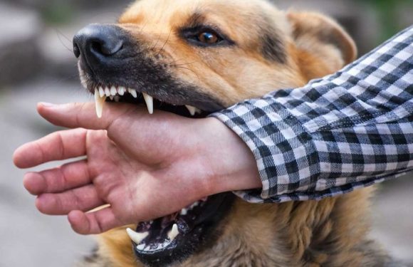 5 Reasons To Hire A Dog Bite Lawyer After An Attack