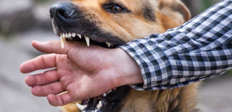 5 Reasons To Hire A Dog Bite Lawyer After An Attack