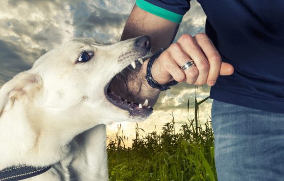 Bitten by a dog: the legal path to compensation with the help of a dog bite lawyer