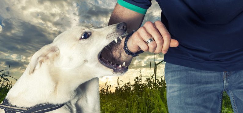 Bitten by a dog: the legal path to compensation with the help of a dog bite lawyer