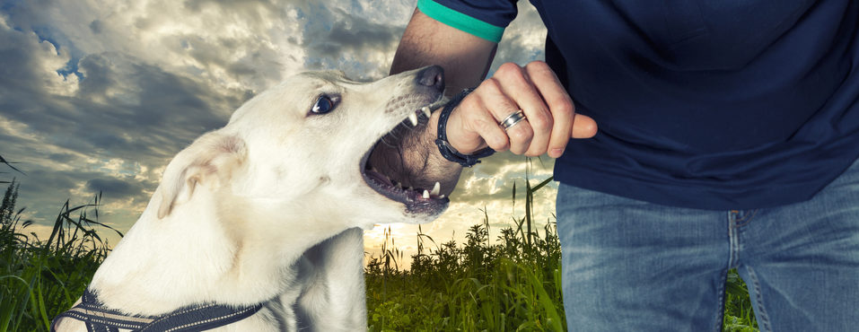 Bitten by a dog: the legal path to compensation with the help of a dog bite lawyer